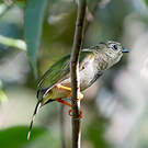 Manakin fastueux