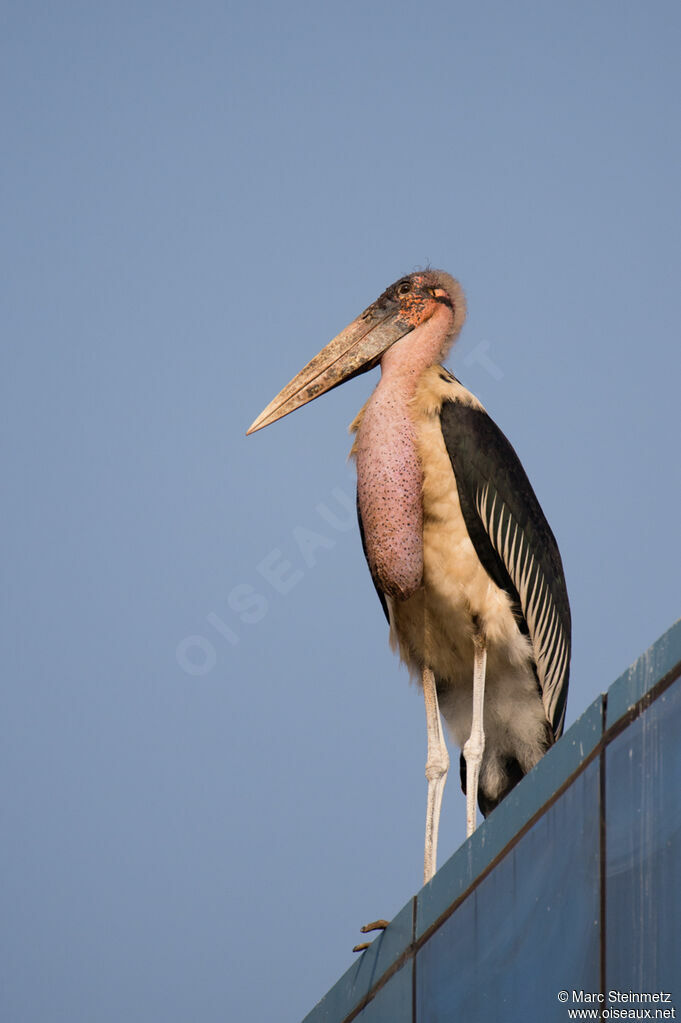 Marabou Stork