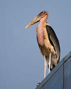 Marabou Stork