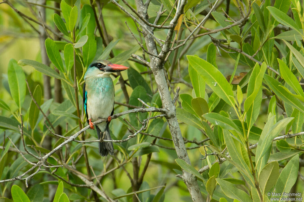 Blue-breasted Kingfisher