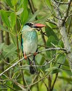 Blue-breasted Kingfisher