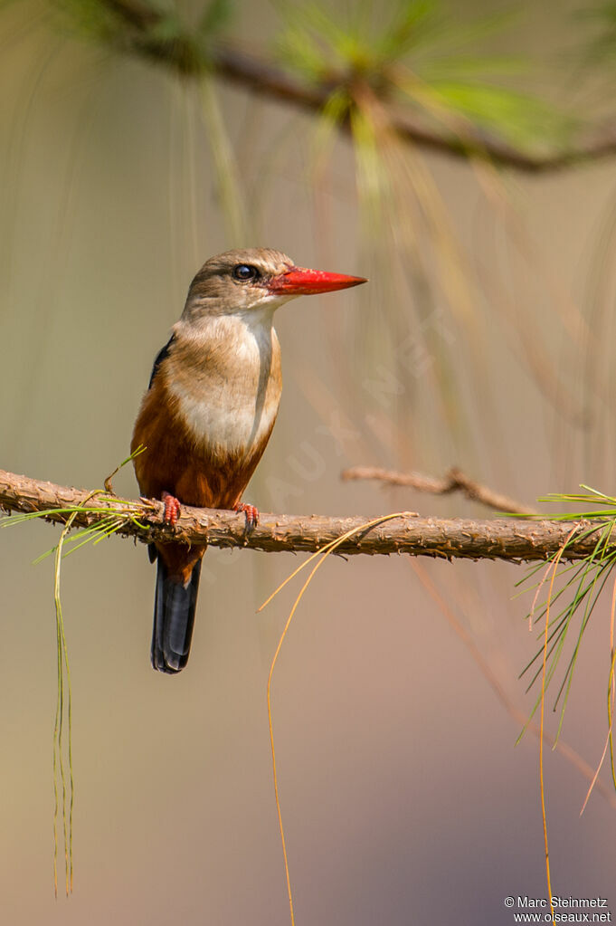 Grey-headed Kingfisher