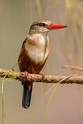 Grey-headed Kingfisher