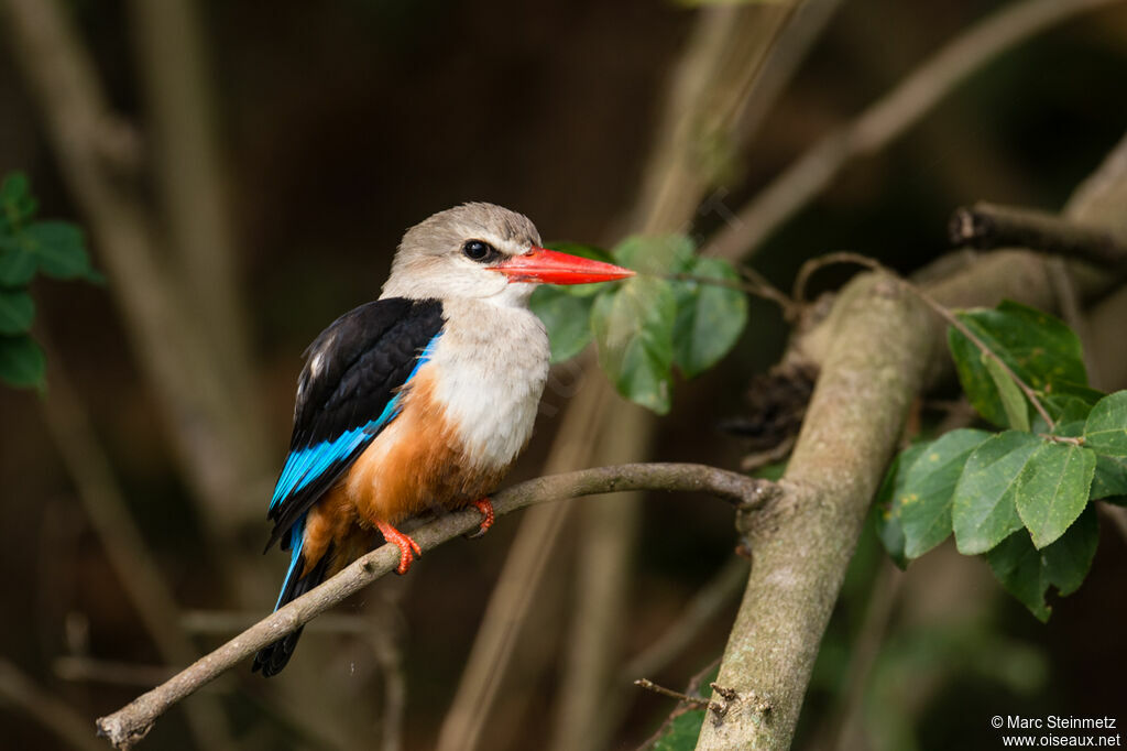 Grey-headed Kingfisher