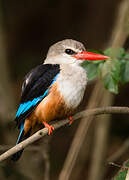 Grey-headed Kingfisher