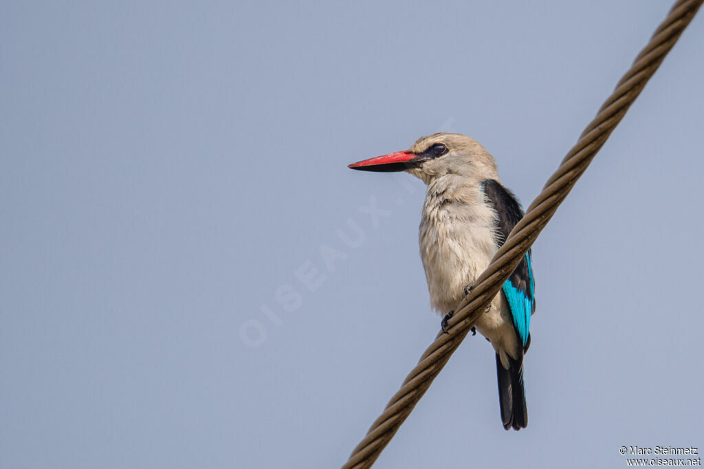 Woodland Kingfisher