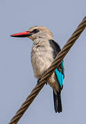 Woodland Kingfisher