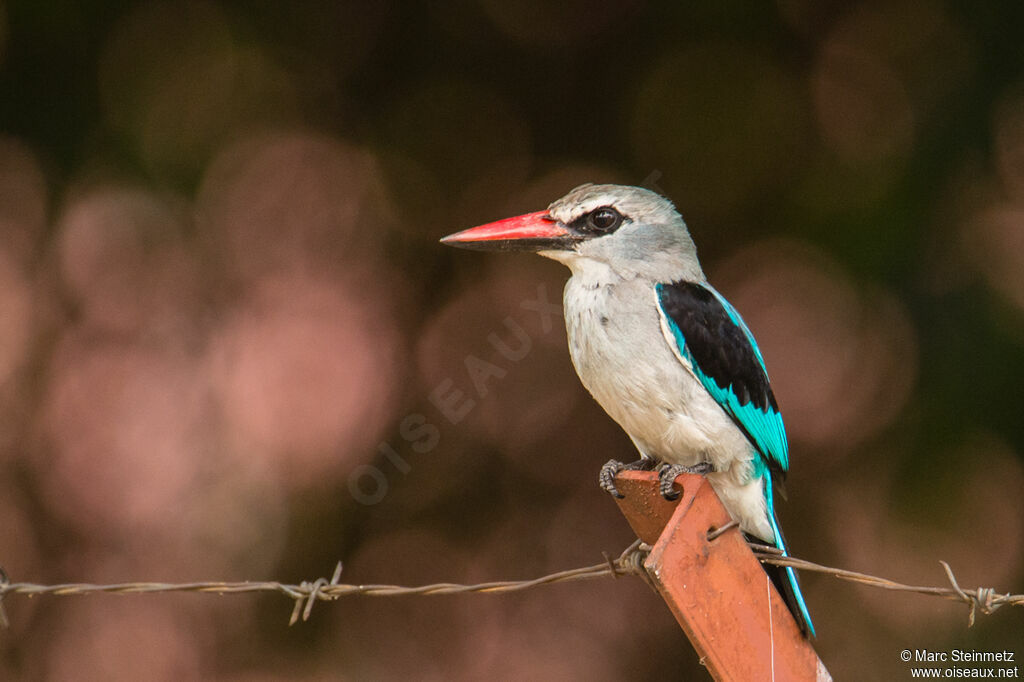 Woodland Kingfisher