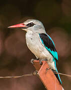 Woodland Kingfisher