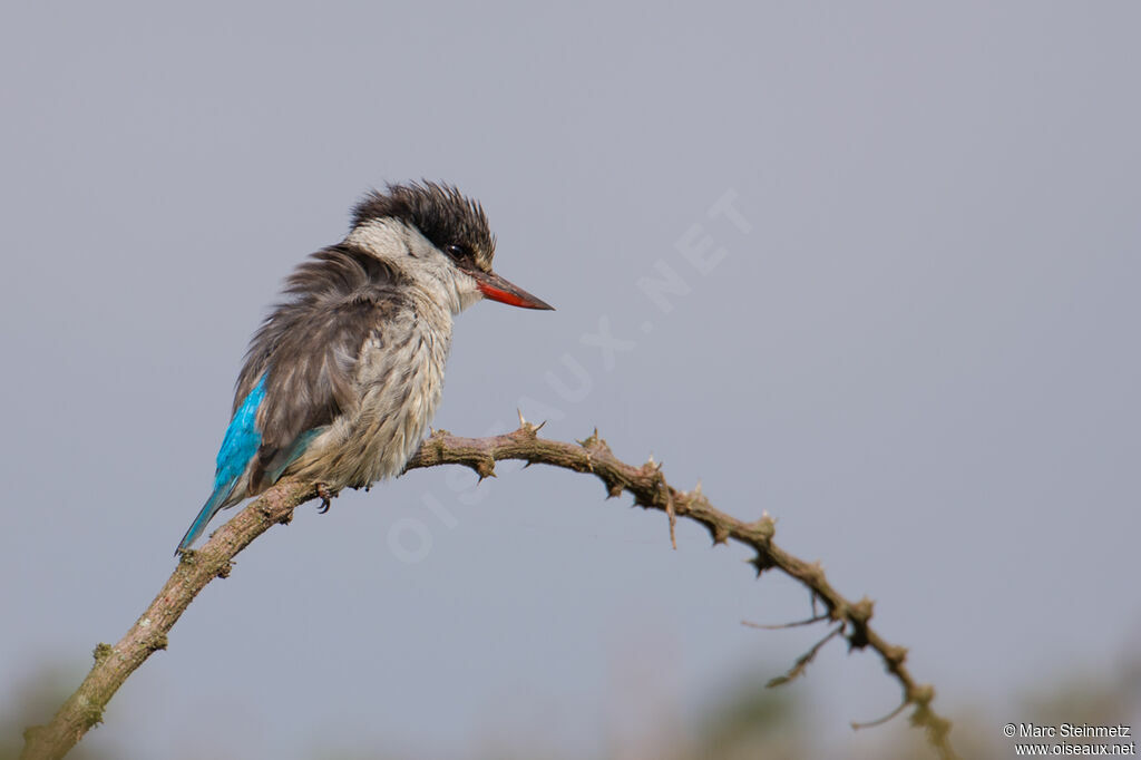 Striped Kingfisher