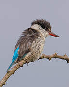 Striped Kingfisher