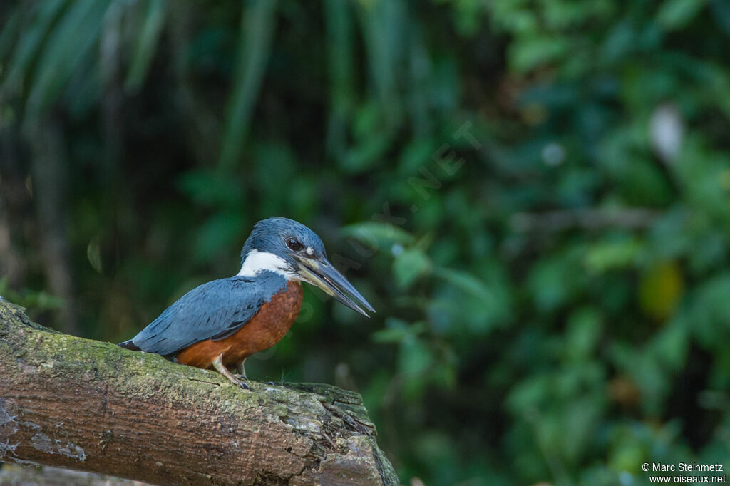 Ringed Kingfisher male