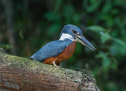 Ringed Kingfisher