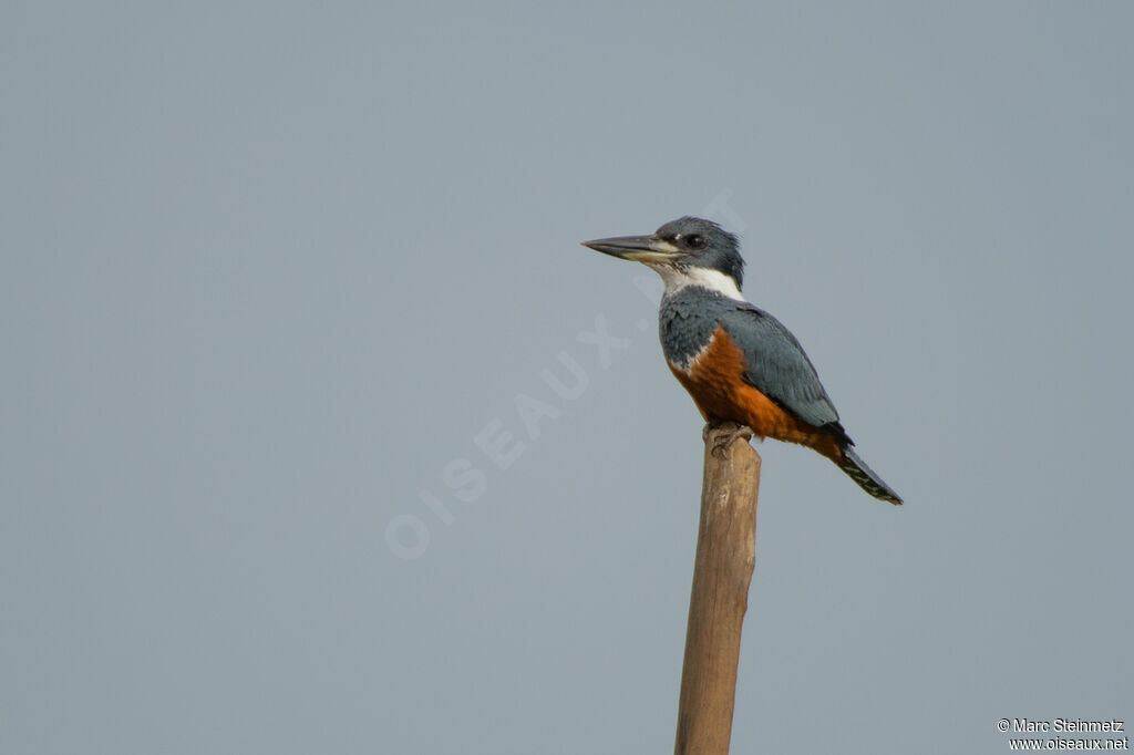 Martin-pêcheur à ventre roux femelle adulte, identification