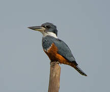 Ringed Kingfisher