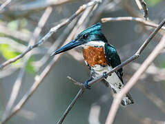 Amazon Kingfisher