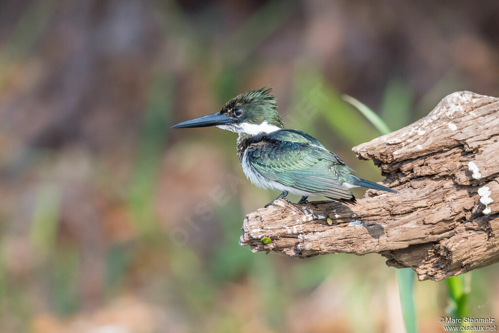 Amazon Kingfisher