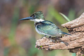 Amazon Kingfisher