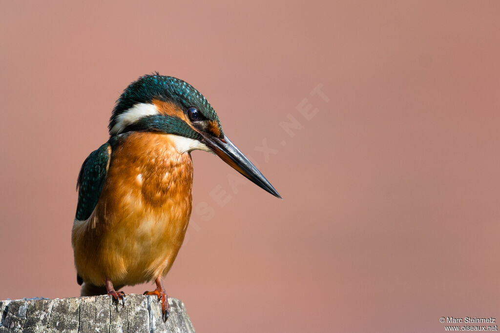 Martin-pêcheur d'Europe femelle