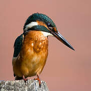 Common Kingfisher