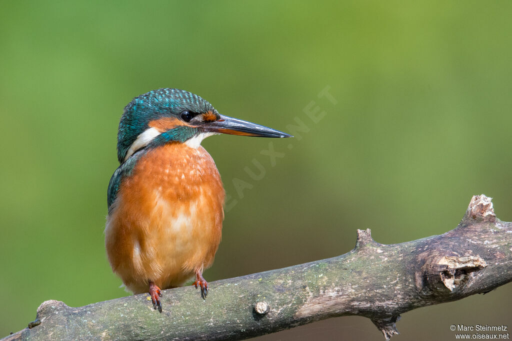 Common Kingfisher female