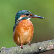 Common Kingfisher