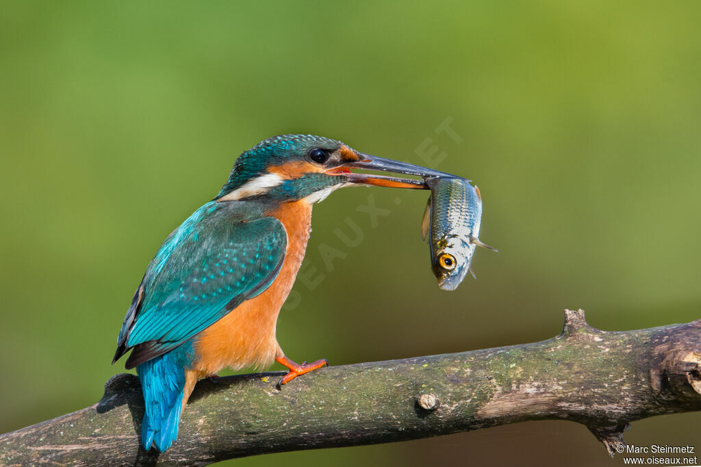 Common Kingfisher female