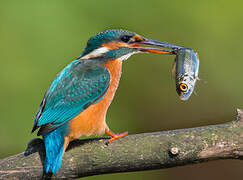 Common Kingfisher