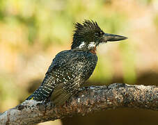 Giant Kingfisher