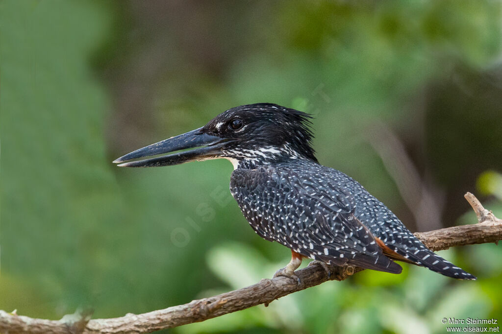 Giant Kingfisher