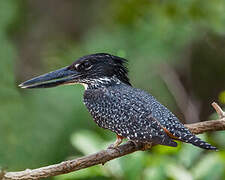 Giant Kingfisher