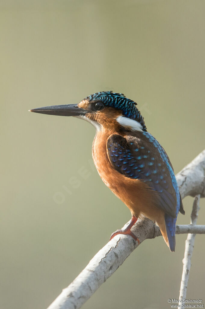 Malachite Kingfisher