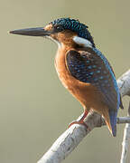 Malachite Kingfisher