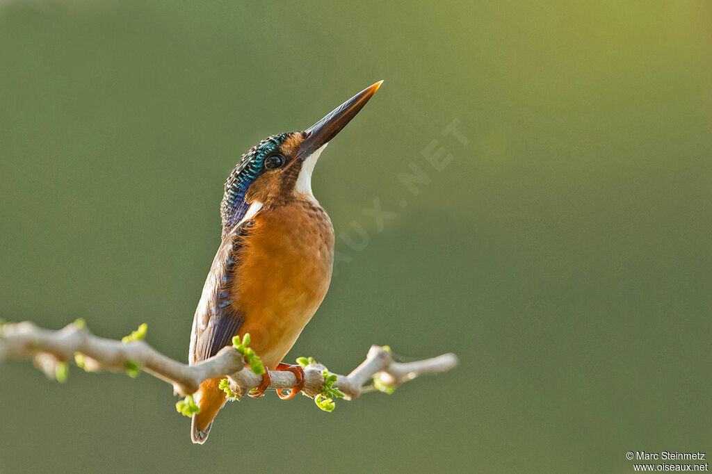 Malachite Kingfisher