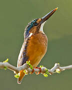 Malachite Kingfisher