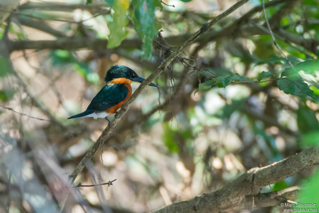 American Pygmy Kingfisher