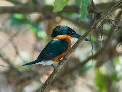 American Pygmy Kingfisher