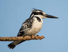 Pied Kingfisher