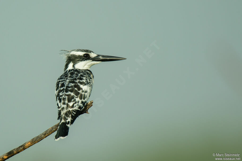 Pied Kingfisher