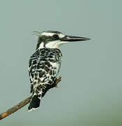 Pied Kingfisher