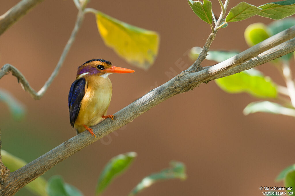 African Pygmy Kingfisher