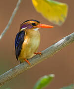 African Pygmy Kingfisher