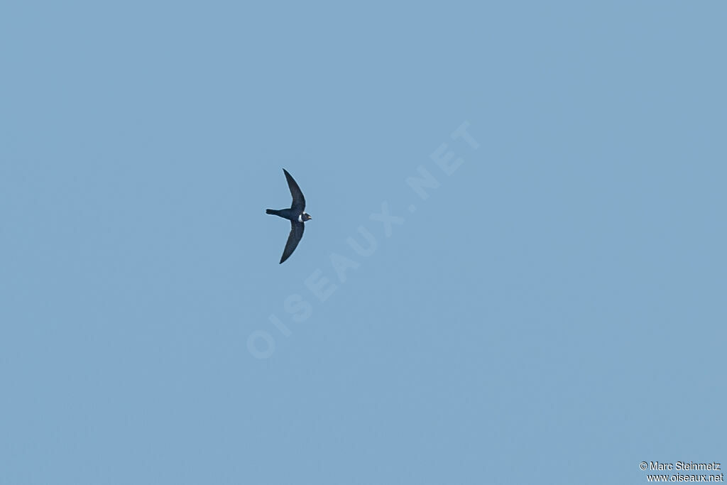 White-collared Swift