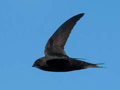 Common Swift