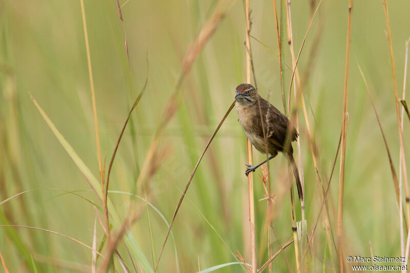 Moustached Grass Warbler