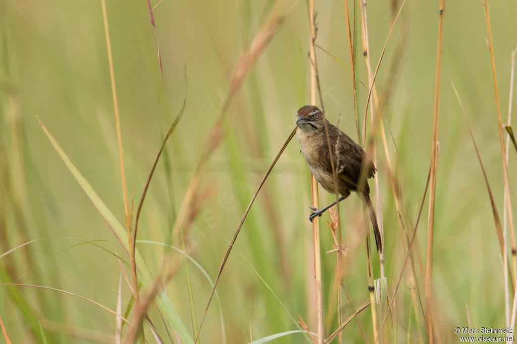 Moustached Grass Warbler