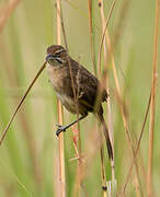 Moustached Grass Warbler