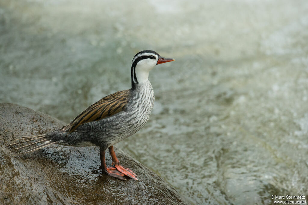 Torrent Duck male