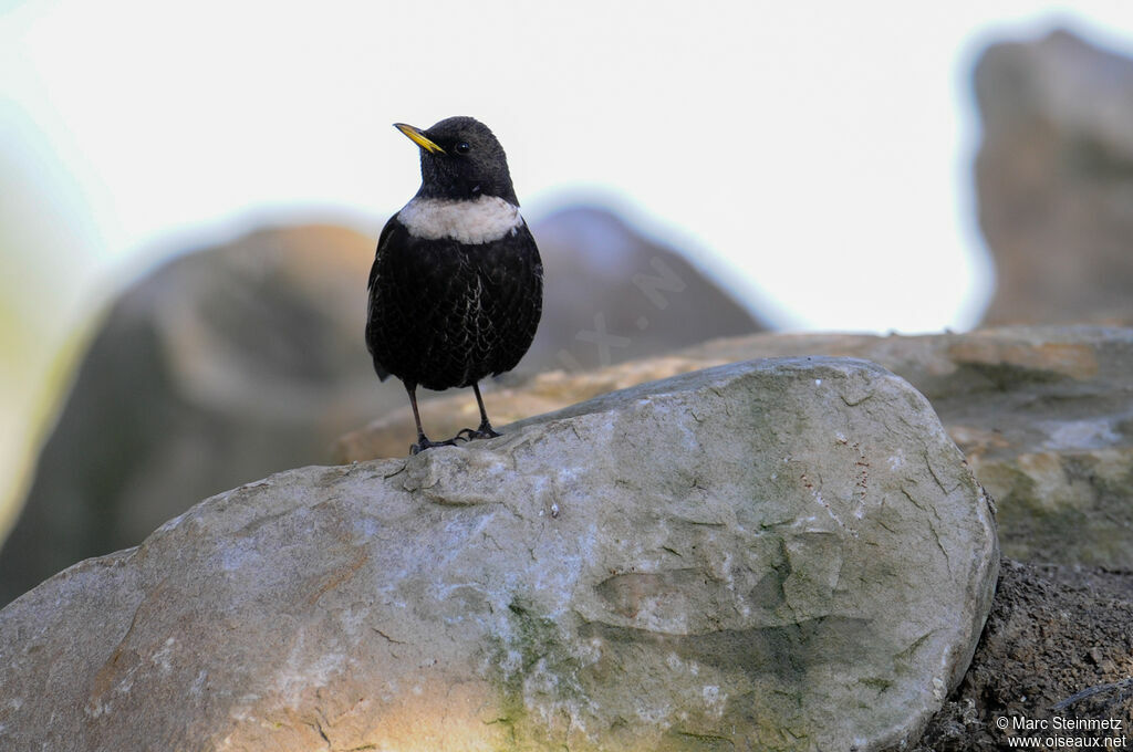 Ring Ouzel