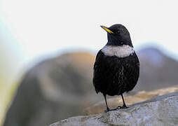 Ring Ouzel